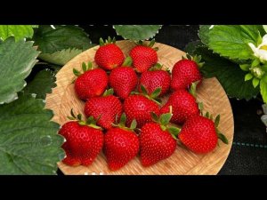 Шарлотта, королева вкуса. Франция.