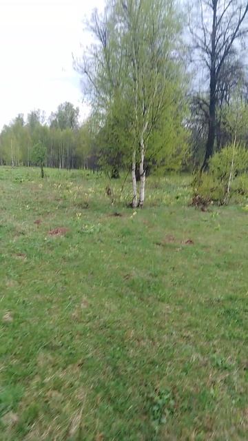 ✔В лес🌳 за ядовитыми💀 грибами🍄✔