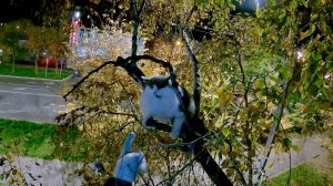 Мохнатый злыдень