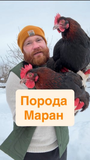 Порода кур Маран