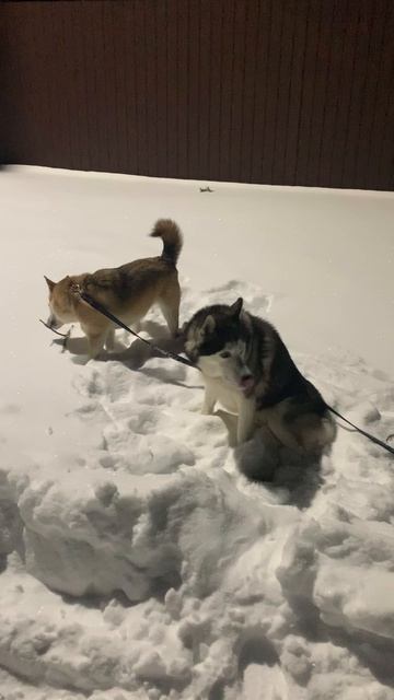 Похищение палочек #хаски #щенок #собака #домашниеживотные #БрюликиЛиска #dog смотреть онлайн