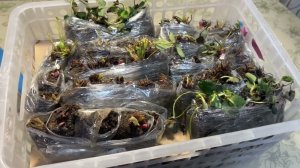 Новые китайские саженцы клубники