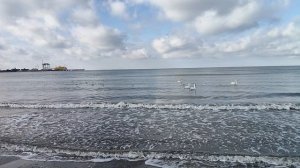 Анапа. Зимние лебеди на Лаундж зоне. 21 января 2026.