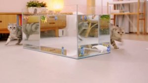 КОТИКИ. На рыбалке у аквариума.