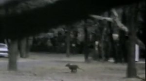 Тилацин в Южной Австралии (видео 1973 года)