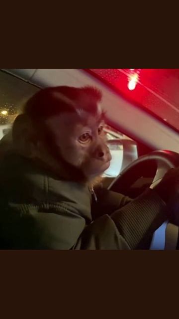 #мартышкивидео #любимыеживотные #животныевидео #веселыемоменты