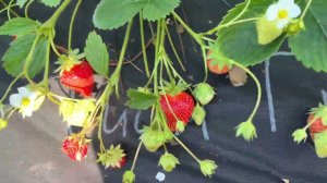 Китайские сорта в плодоношении. Ну очень очень вкусно.