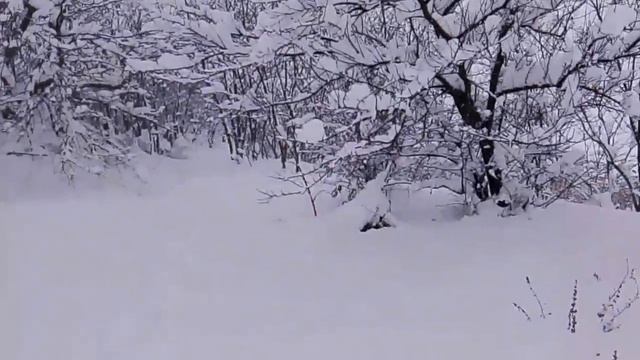 VID_20260116_164547 смотреть онлайн