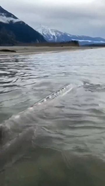 БЕЛЫЙ ОСЁТР  (@infackts)