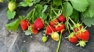 Самая первая ягода этого сезона Шарлотта, сорт трудяжка