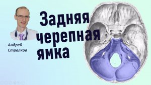 Задняя черепная ямка. Анатомия, границы, сообщения