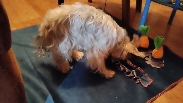 #Нюхательный коврик #своими руками #йоркширский терьер Кики