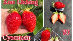 70‼️Сюэлисян‼️Взрыв вкуса‼️ Клубника-мармелад