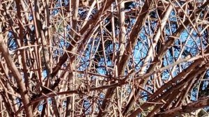 Зима пришла в Ростов, но мы готовы: кормушки для птиц давно ждут своих пернатых гостей.