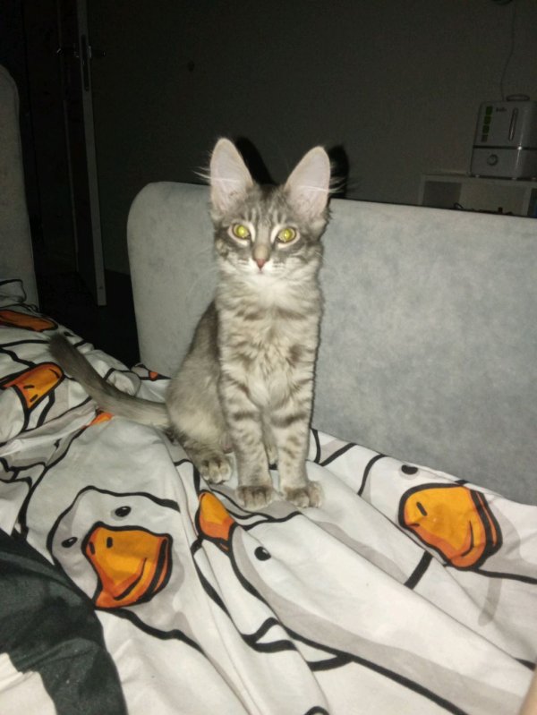 роблокс или супер бер