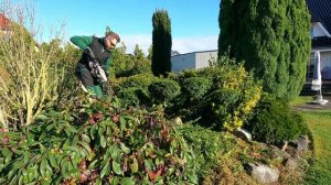 Кусторез. Обрезка тиса в стиле ниваки