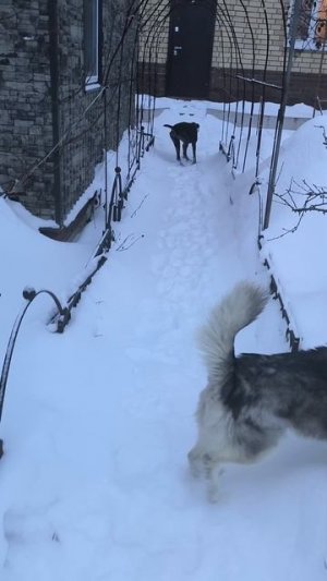 Пёсо-курвовый обход