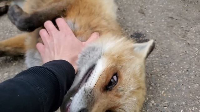 Лисы, которые говорят ХЕ-хе-хе 🦊🦊 смотреть онлайн