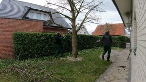 Кусторез. Стрижка живой изгороди из лавра!