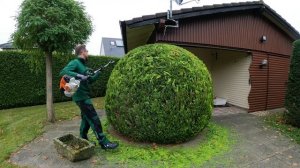 Кусторез. Формирование туи Golden Globe (Золотой Шар)