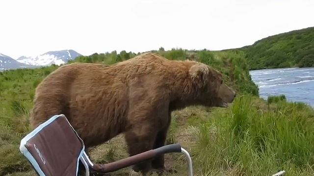 Медведь садится рядом с парнем 🫣 смотреть онлайн