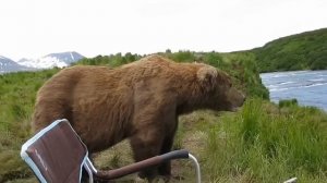 Медведь садится рядом с парнем 🫣