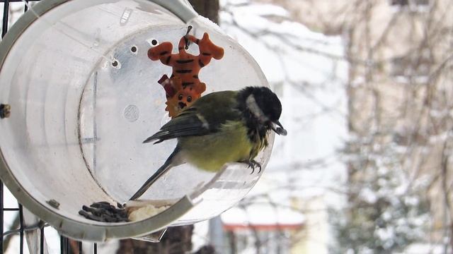 С синицей что-то не так? Рана или болезнь?