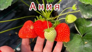 Ания‼️Для гурманов, вкус бесподобный❣️❣️❣️