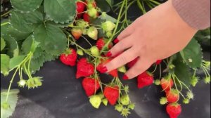 Фенг Сянг♥️. Самый сумасшедший, неугомонный, безудержный, трудолюбивый и устойчивый❤️🔥