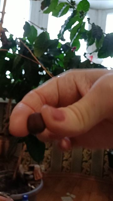 Выбор свежих и сушеных ягод кофе Аарабика для посадки. 21.01.2026