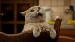 ПРИКОЛЫ С ЖИВОТНЫМИ ДО СЛЕЗ 😄 Смешные КОТЫ И СОБАКИ 😄 Приколы