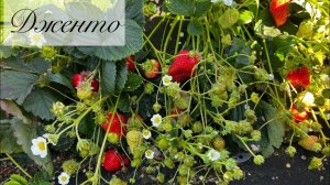 Дженто( Gento)‼️ Любимка в нашей коллекции❤️.