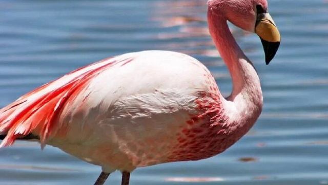 Птицы-пешеходы