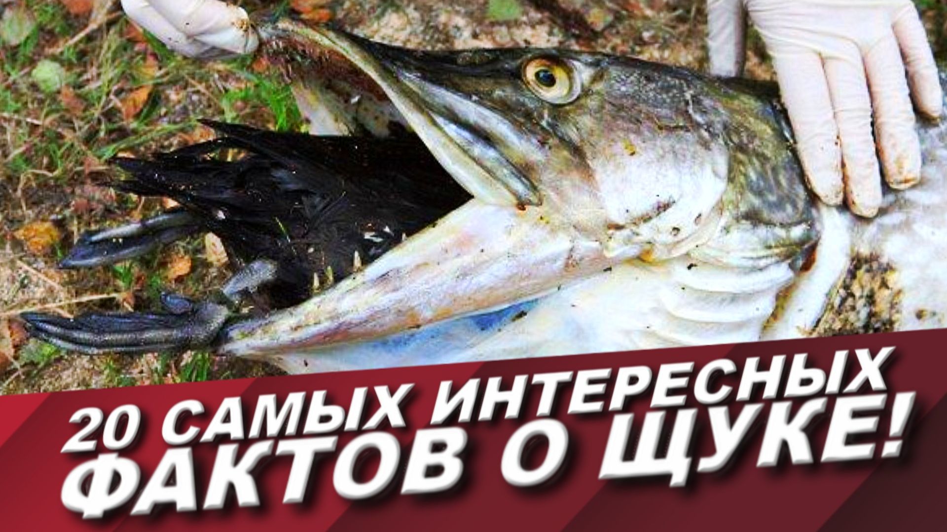 ТОП 20 САМЫХ ИНЕТЕРЕСНЫХ ФАКТОВ О ЩУКЕ О КОТОРЫХ ТЫ ТОЧНО НЕ ЗНАЛ! смотреть онлайн