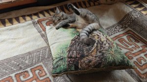 Мешок с семечками, следы у дороги и дела житейские