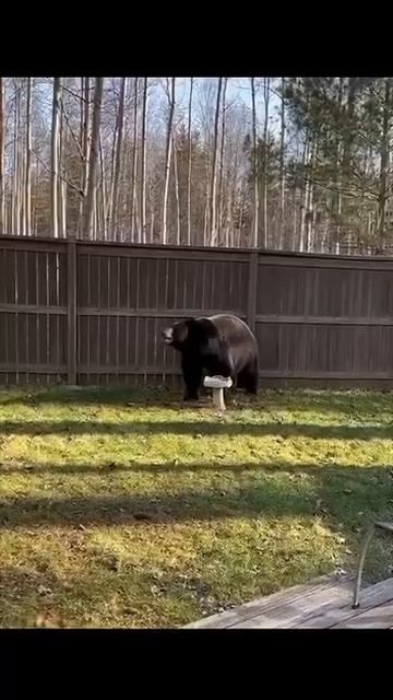 Не любит кот Василий чужих во дворе 😁