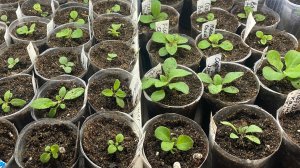 Перевалка Петунии в больший объём. Петуния из самосборных семян: пикировка, обзор.