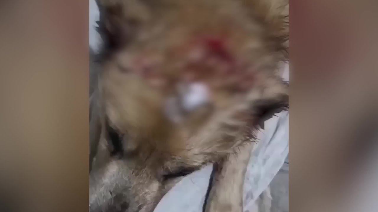 В Балино больше года умирают уличные собаки. Возможно, орудует серийный живодер смотреть онлайн