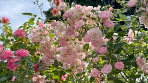 Июль в Саду 21 июля 2025 часть 5