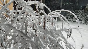 Зима. Январь 2026г. Юг России.