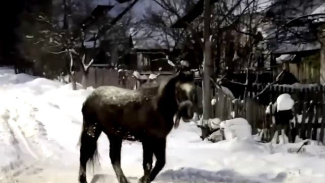 Где то в Брянске по улице гуляет лошадь