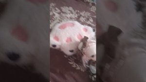 вот так меня булили