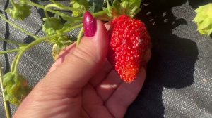 Новинки нсд 23г. Часть 2. Бравура и Дженто (Gento)