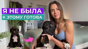 Большая собака и маленький ребёнок/ Агрессия, болезни и дрессировка/ Питание