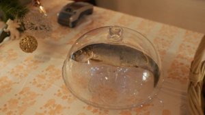 «Хочу селёдку!» (тизер)