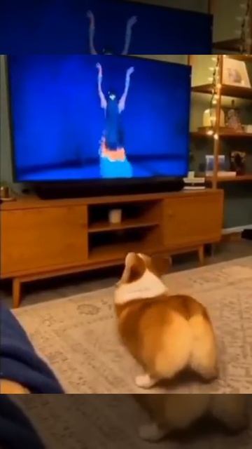 MOV_20260121_155449_437.mp4