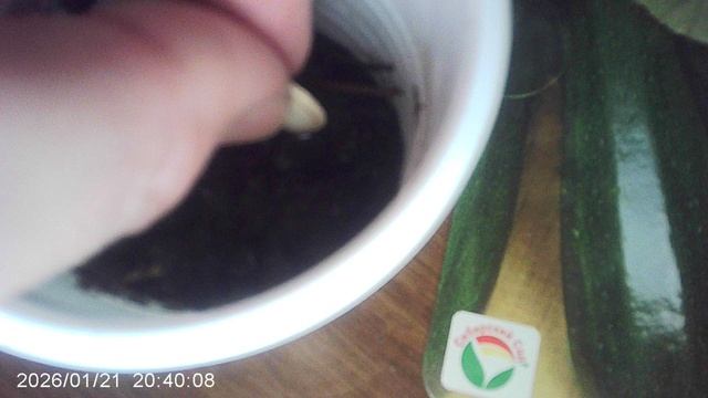 В качестве эксперимента посадил в горшочек 1 семечко кабачков сорта "Чёрный красавец"