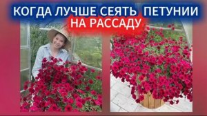 КОГДА САЖАТЬ СЕМЕНА ПЕТУНИИ НА РАССАДУ. РАННИЙ ПОСЕВ ТАЙДАЛ В ЯНВАРЕ ДЛЯ ЧЕРЕНКОВАНИЯ.