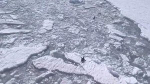 Шкипер, у нас проблемы: пытавшихся обогнать корабль пингвинов сняли на видео