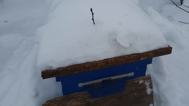 зимовка пчел ,полет нормальный 👍🏻 смотреть онлайн